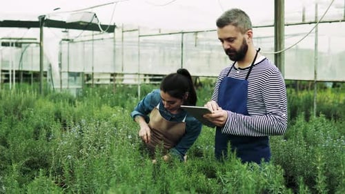 Farmers Inspecting Plants in Greenhouse Using Tablet