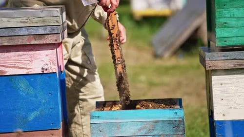 Beekeeper’s hands pull the frame out of hive.