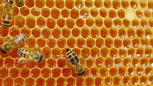 Bees Crawl on Honeycomb with Dripping Honey