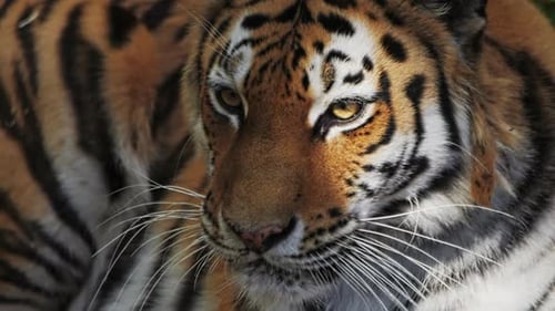 Striking Close-Up of a Wild Tiger's Face