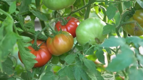 Ripe Tomatoes Growing on the Vine in Garden