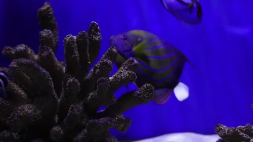 Das Aquarium hat viele schöne tropische Fische