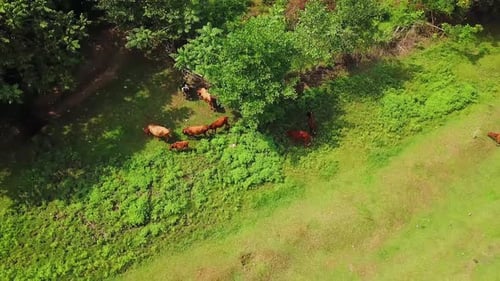 Red and brown cows graze in green summer meadow. Cattle on pastures in forest.