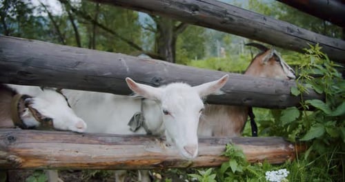 Three Goat Standing Behind a Wooden Fence of a Farm, Looking at the Camera and Chewing Something