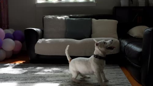Hyperactive Excited Jack Russell Dog Playing with a Ball Biting and Chewing It Active Pets at Home