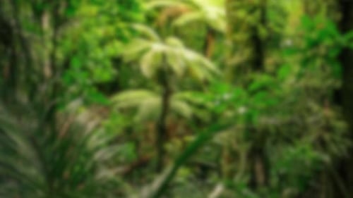 Jungle nature blurred background green flowers forest rainforest blur bokeh 4k backgrounds youtube