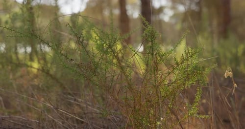 Una hermosa vista Cinemática de verdes arbustos con pinares en el fondo de un bosque sobre un sol