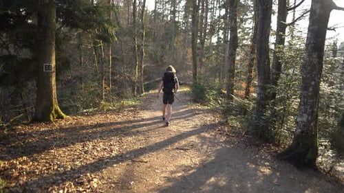 Young male adult hiker walks in a peaceful forest at sunset