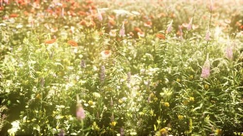 View of Beautiful Cosmos Flower Field in Sunset Time
