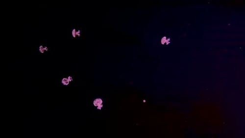 Bioluminescent Jellyfish Swimming in Dark Ocean