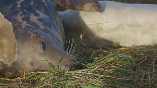 Breeding season for Atlantic Grey seals, newborn pups with white fur, mothers nurturing and bonding