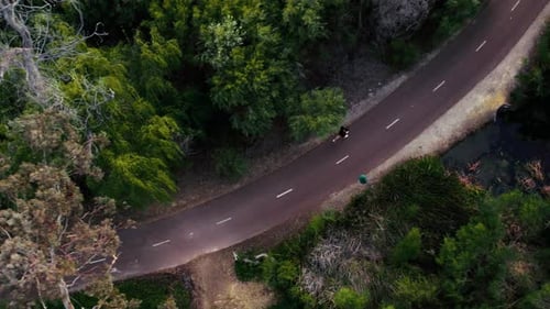 Serene Aerial View of a Single Person Walking Along a Forest Road at Dusk