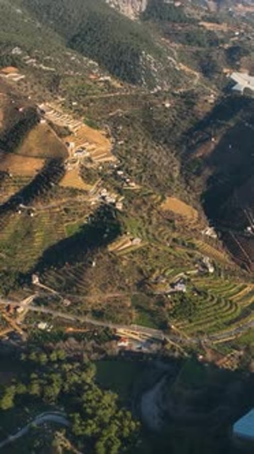 Vertical Video Above the Abundant Avocado Fields Aerial View of a Mountain Farming Haven