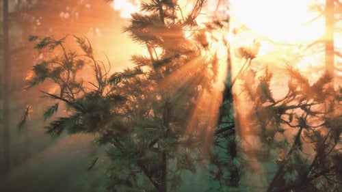 Golden Sunlight Rays Through Hazy Pine Forest