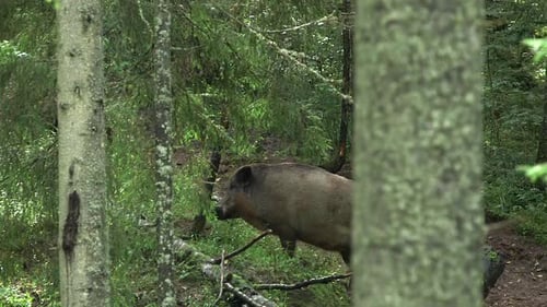 Big Fat Wild Boar Walks in the Forest