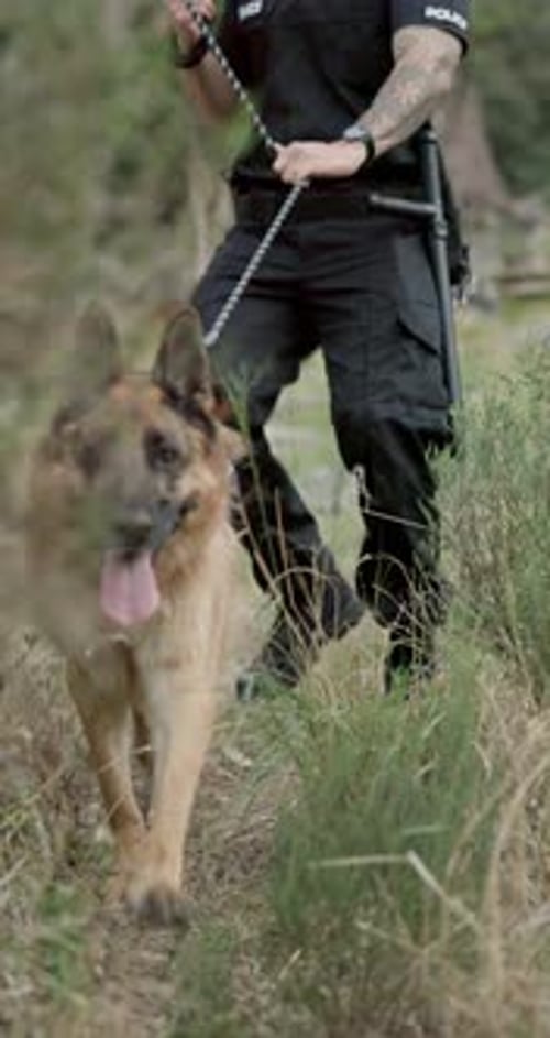 Police officer, FBI and dog at field of crime scene, investigation and inspection with service