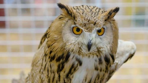 Close Up Of a Majestic Owl