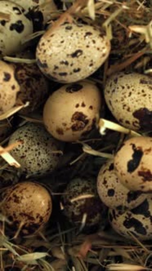 Quail Eggs Fall on Hay Filmed on a Highspeed Camera at 1000 Fps