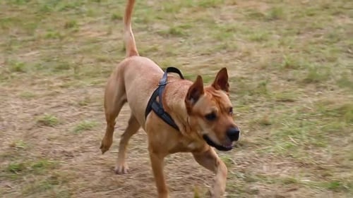 Lindo perro de aspecto feliz corre por su golosina
