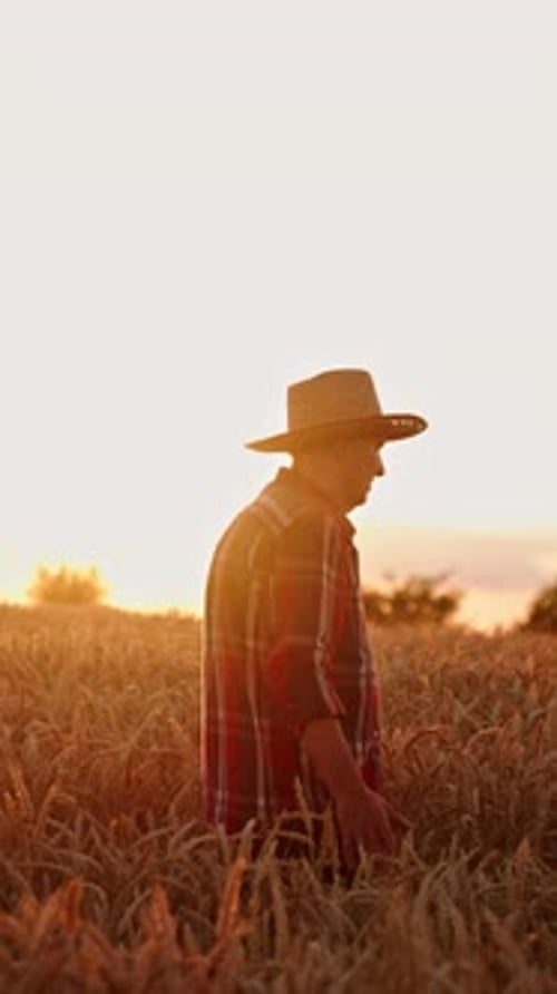 Ageing farmer in a straw hat goes though the beautiful field of wheat.