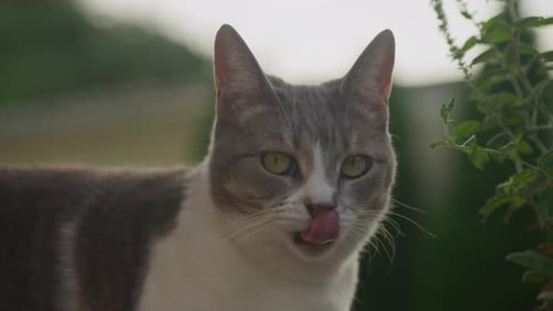 Nahaufnahme einer weißen Tabby Domestic Kurzhaar gestreifte Katze, die im Garten in die Kamera blickt