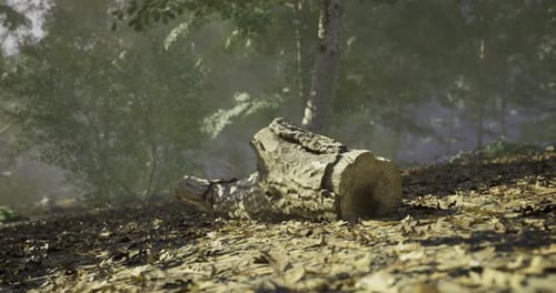 Sunlight Filtering Through Trees Highlights a Fallen Log in a Peaceful Forest