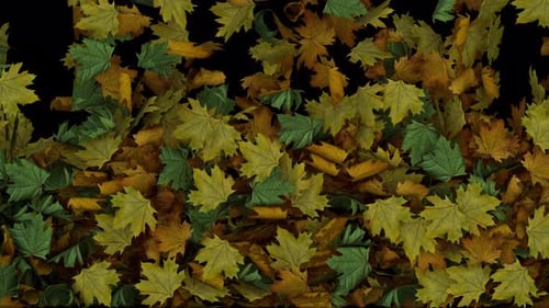 Autumn Leaves Falling Video Transition With Alpha Channel