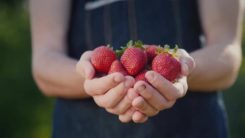 Woman Holding Freshly Picked Strawberries in her Hands