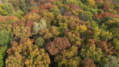 Colors of Autumn 22