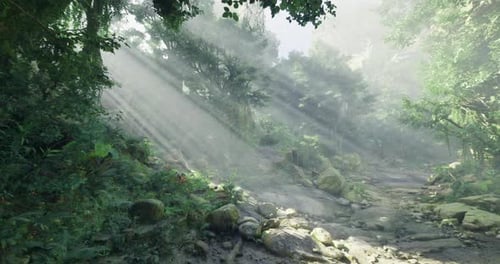 Beautiful Sunlight Streaming Through Trees in a Serene Forest Setting