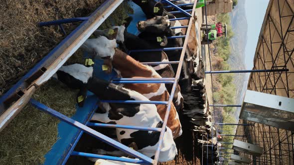 Farm Life Unveiled: A Look at Dairy Cattle Routines, Nature Stock ...