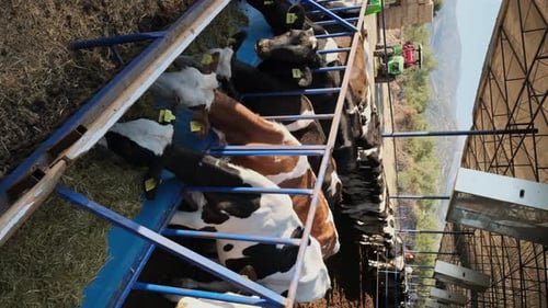Farm Life Unveiled: A Look at Dairy Cattle Routines