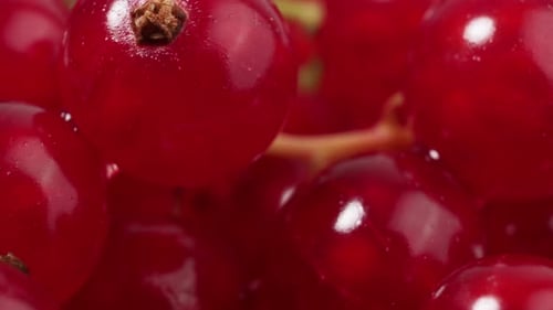 Vibrant Red Currants in Extreme Close Up