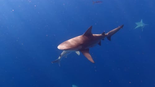 Bull shark swiming around other shark species in open ocean - dives deeper - wide shot