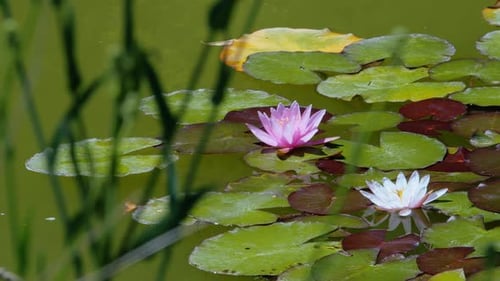Pink and white water lilies blooming on a pond