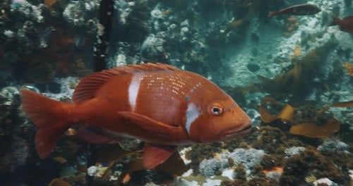 Leuchtend orangefarbener Fisch im Seetangwald