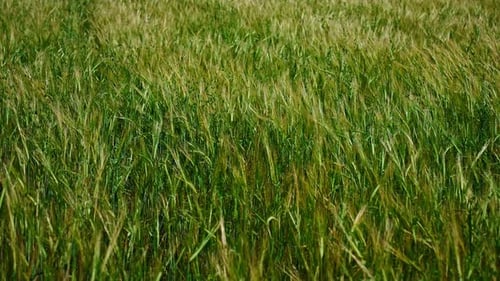 Green Wheat Field Blowing in the Wind