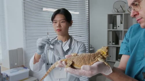 Veterinarians Preparing to Examine a Reptile