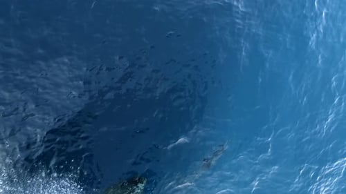 Happy striped dolphin jumping outside the sea and bowing from boat prow.