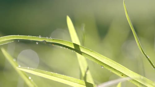 Nahaufnahme von hinterleuchtetem Gras mit Regentropfen an sonnigen Tagen, Bokeh, Zeitlupe