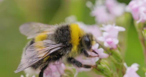 Bumblebee Foraging on Pink Flowers in Close Up