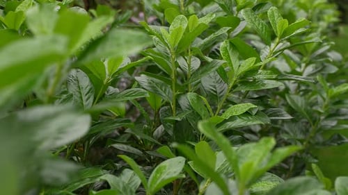 Green Leaves on a Bush in Natural Setting