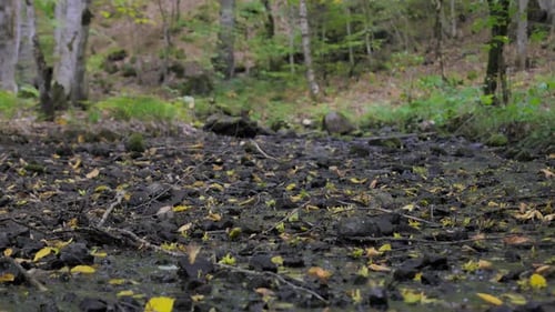 Shallow Stream On Forest - 4K