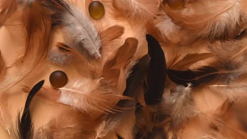 Top view of a minimal background with soft and fluffy white, brown and black feathers falling, near