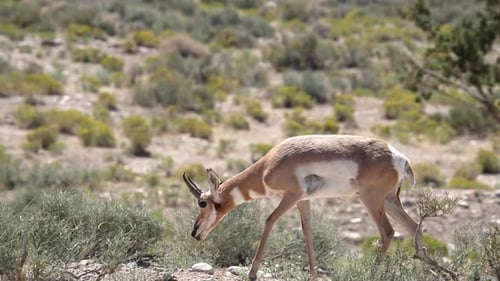 Pronghorn antelope grazing through the Utah desert