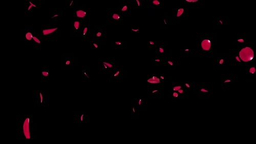 Rotes Rosenblatt, das auf Alpha fällt