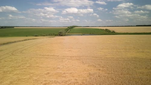 Wheat field aerial view in Ukraine