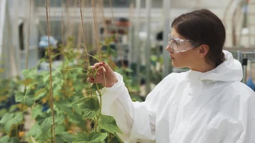 Woman Inspecting Plants in Greenhouse Wearing Protective Suit