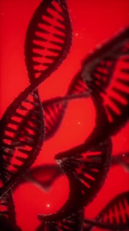 Structure of the DNA Double Helix Animation