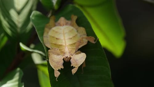 Leaf Insect Camouflaged on Green Leaf